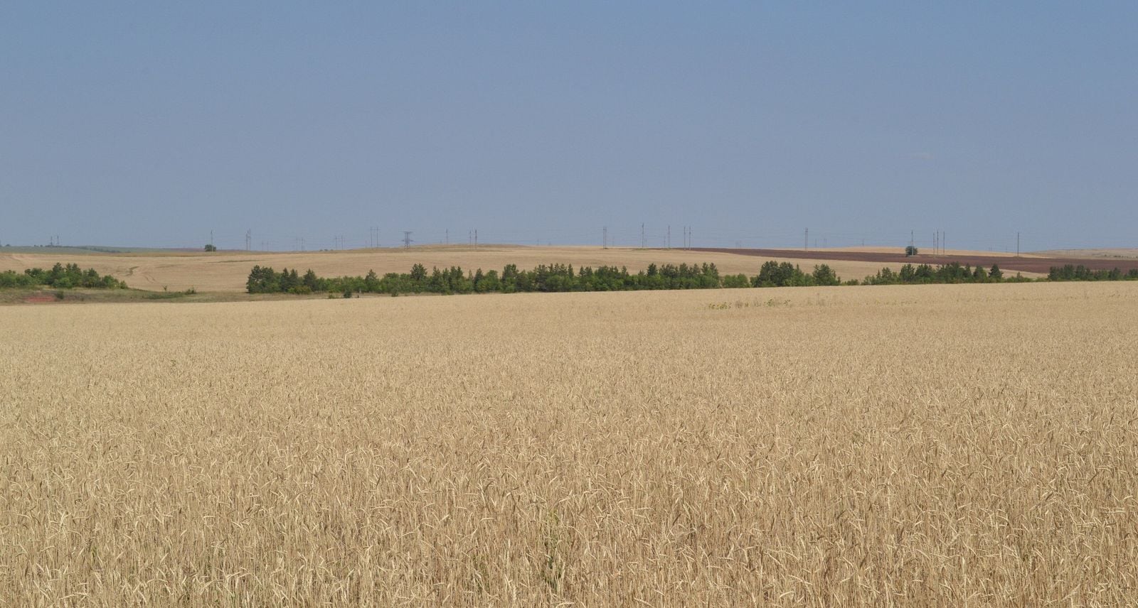 Зерновое поле
