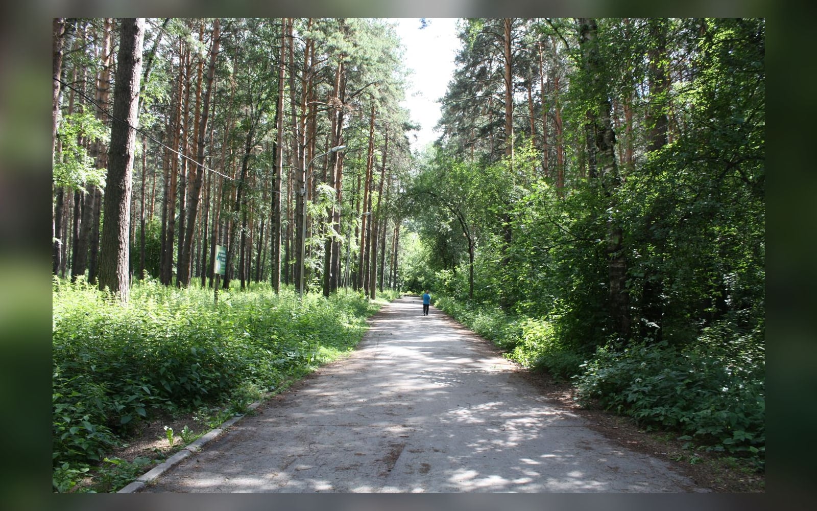 «Ни парк, ни лес»: так в мэрии Новосибирска описали Сосновый бор, где уже спилили 141 дерево