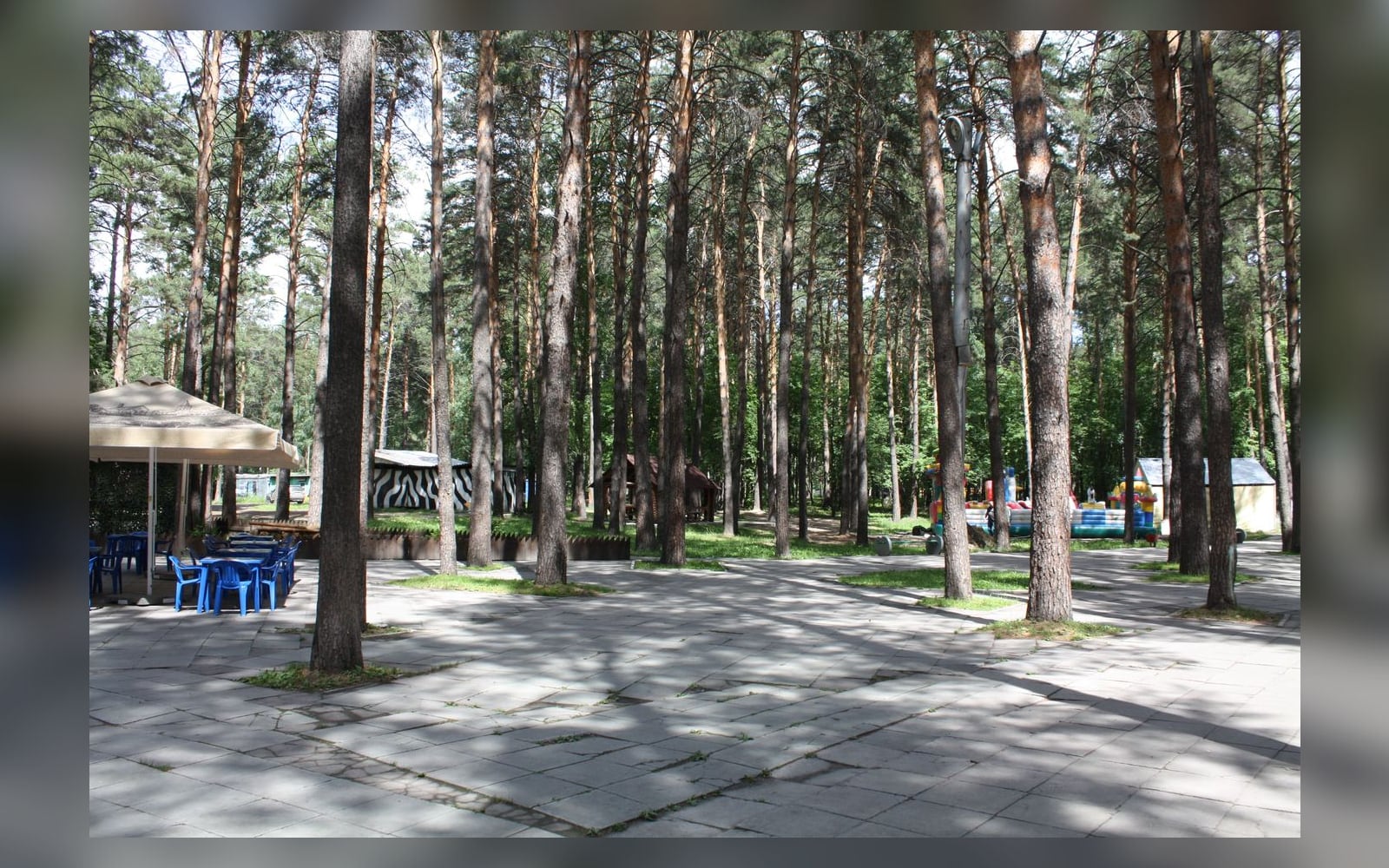 Сосны в Сосновом бору, Калининский район Новосибирска