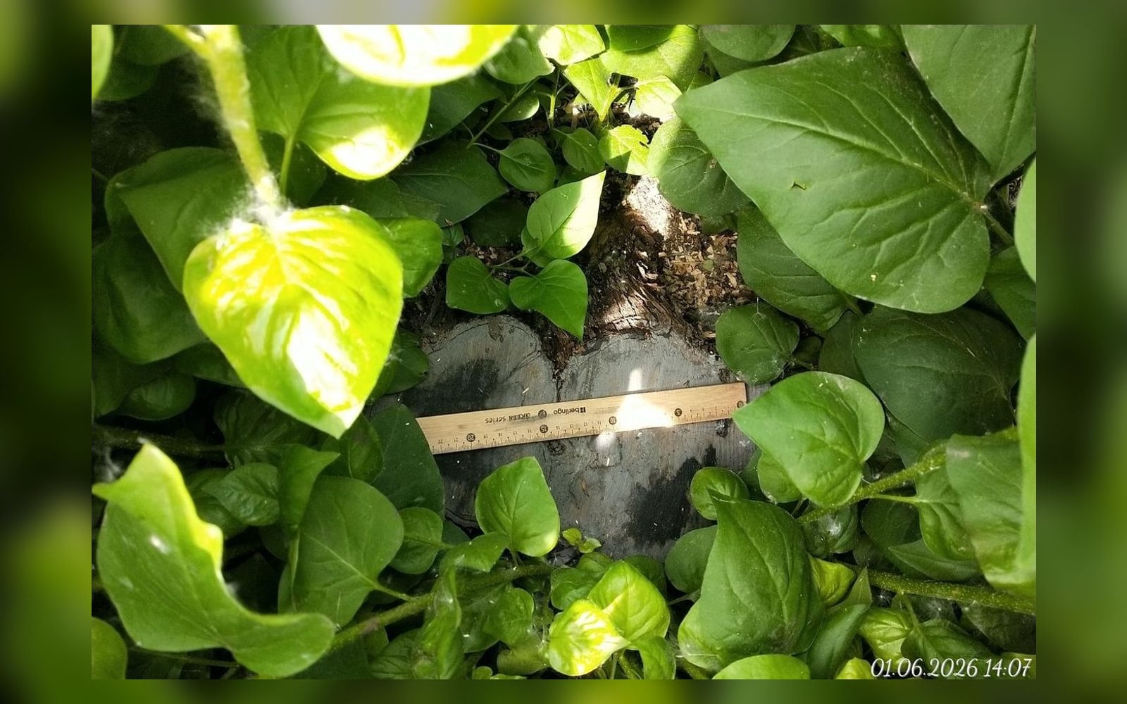 Замер среза куста у дома на улице Воровского, 17в, 1 июня 2026 года